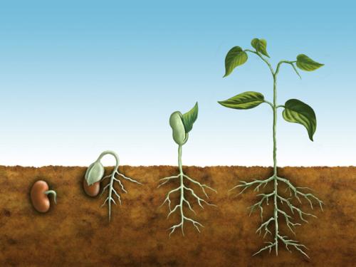 科学知识:植物根的向地性